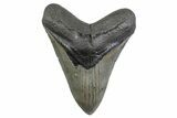 Serrated, Fossil Megalodon Tooth - North Carolina #378056-1